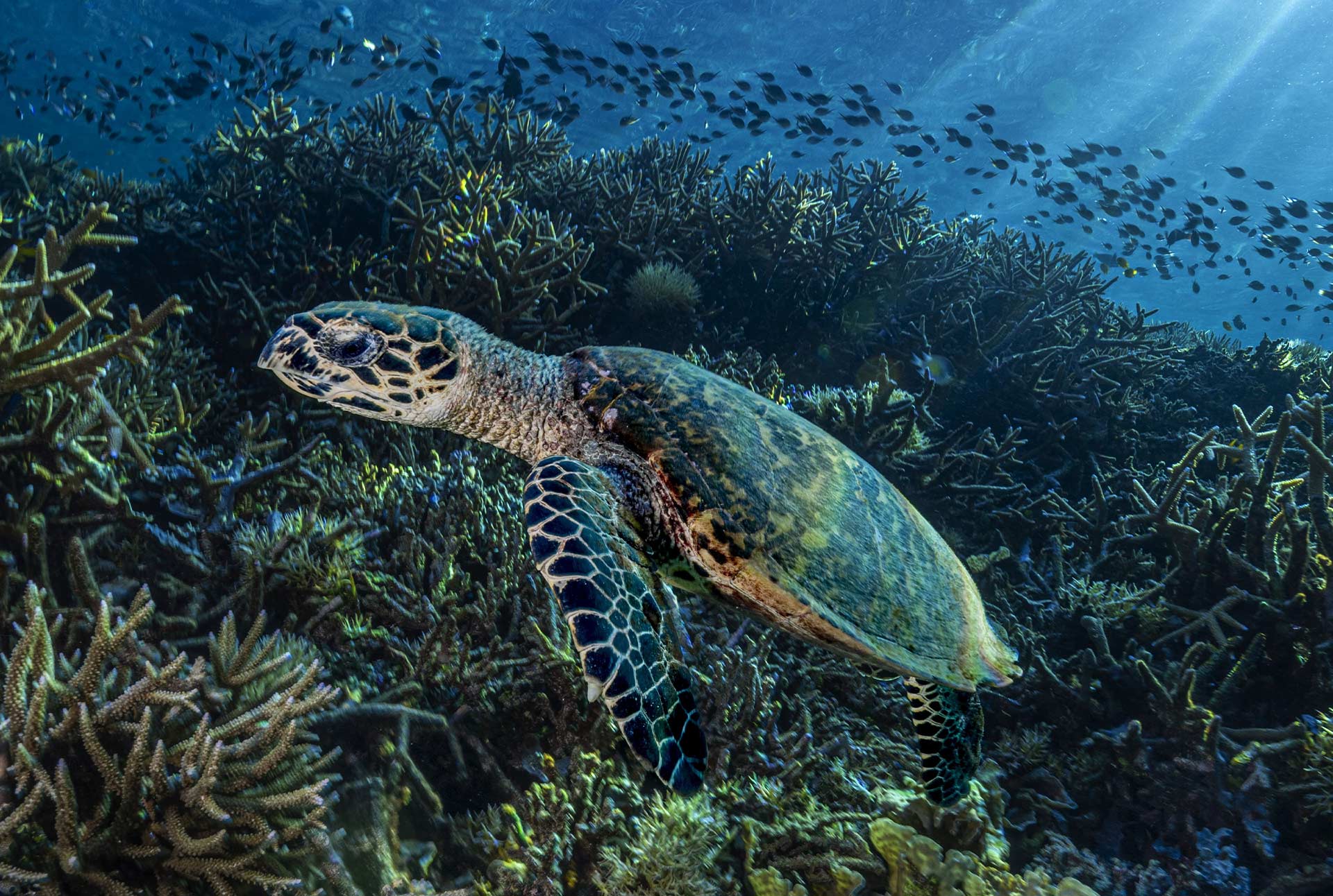 cover_sug_NatGeo.jpg